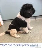 Newfoundland X St Bernard Puppies