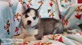 AKC SIBERIAN HUSKIES