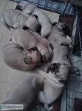 Pugs