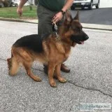 World Champion Grandfather GSD puppies