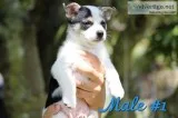 POMERANIAN  CHIHUAHUA MIX (POMCHI)