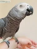 African congo grey bird for sale