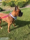 Boxer for Sale