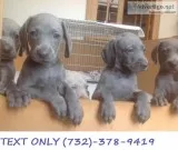 Weimaraner Boys and girls Will be available