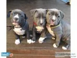 Little cute Pitbulls