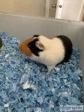 Guinea Pigs and Cage