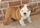 English bulldog puppies ready