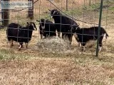 Nigerian Dwarf Doelings