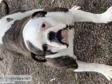 american bulldog