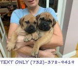 Amazing English Bull Mastiff Puppies For Sale