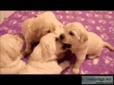 3 weeks old golden retrievers