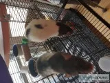 Female Rats with Cage