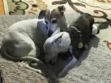 Pet Sitting Doggie Daycare Pet boarding dogs cats and exotics