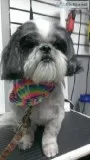 Dog grooming and bathing