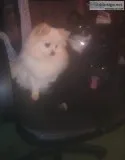 Pomeranian