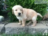Cute golden retrievers