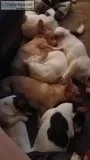 Free Chihuahua mix puppies