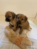 Puppies
