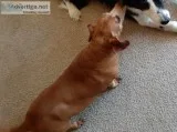 Free dachshund