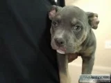 9 Week Tri Male Bully Pup