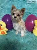 Female Blonde Parti Yorkie Puppy