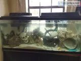 100 gallon salt aquarium fully stocked
