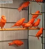 Red Factor Canaries for Sale
