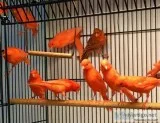 Red Lipochrome Red Agate and Red Isabel Canaries for Sale