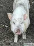 Baby mini pig