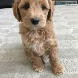 Stunning golden doodle puppy