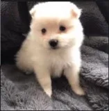 White Pomeranian puppy