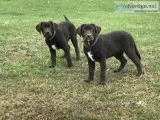AKC Smart and Beautiful Lab. puppies 18 wks