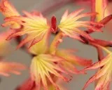 Get the Best Variety of Japanese Maple at Reasonable Price