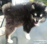 AKC Registered Pomeranian Puppy