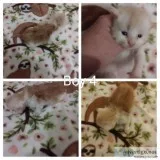 Adorable CFA Registered Maine Kittens