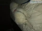 Great Pyereness