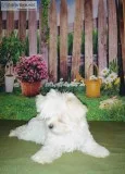 Maltese puppies