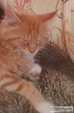 CFA Male Maine Coon Kitten