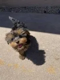Yorkshire terrier puppy