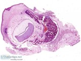 Want the Best Free histology slides online services in Delhi NCR