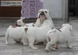 Perfectly English Bulldog Puppies