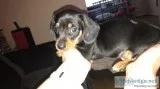 Loving Miniature Dachshund Puppy (Male)Loving Miniature Dachshun