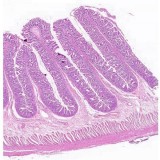 Looking for the Best MBBS pathology slides online services in De
