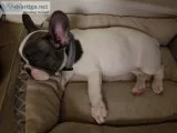 AKC French Bulldog