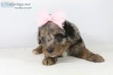 Tootsie F1 Mini Aussiedoodle