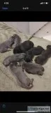 Cane Corso puppies