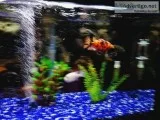 6 African fish to sell6 poissons africains &agrave vendre