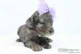 Thumper AKC Mini Poodle