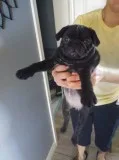 beautiful babies PUG really healthy.