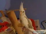 Hand fed baby cockatiel 8 weeks old